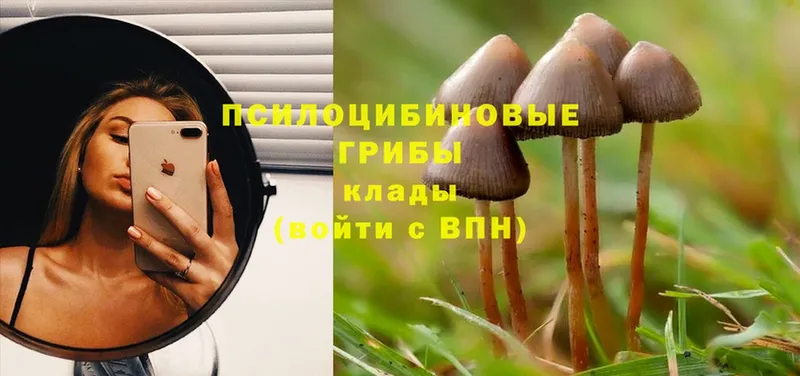 закладки  Киржач  гидра ONION  Псилоцибиновые грибы Psilocybine cubensis 